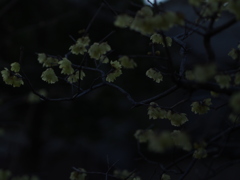 咲く
