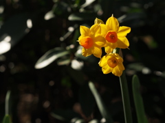 花の香りに誘われて。