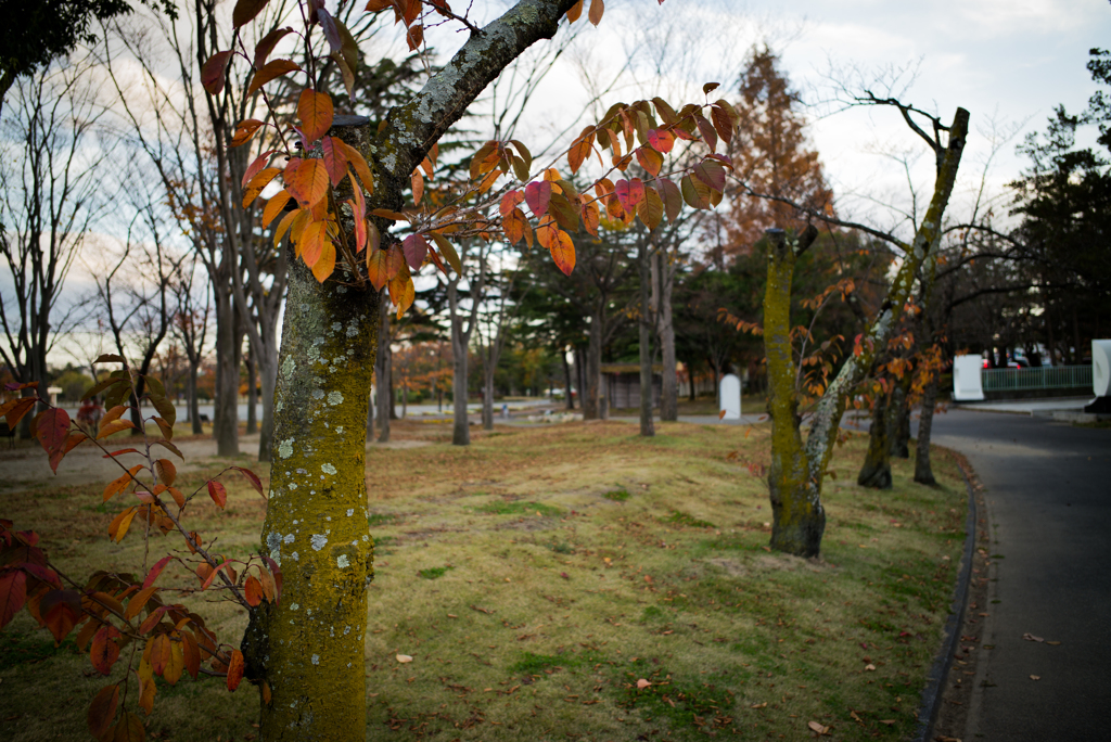 公園の並木道2