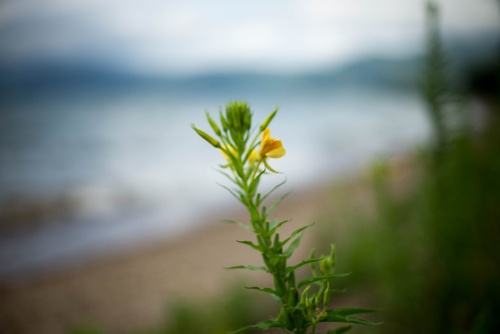 浜辺のかわいい花1