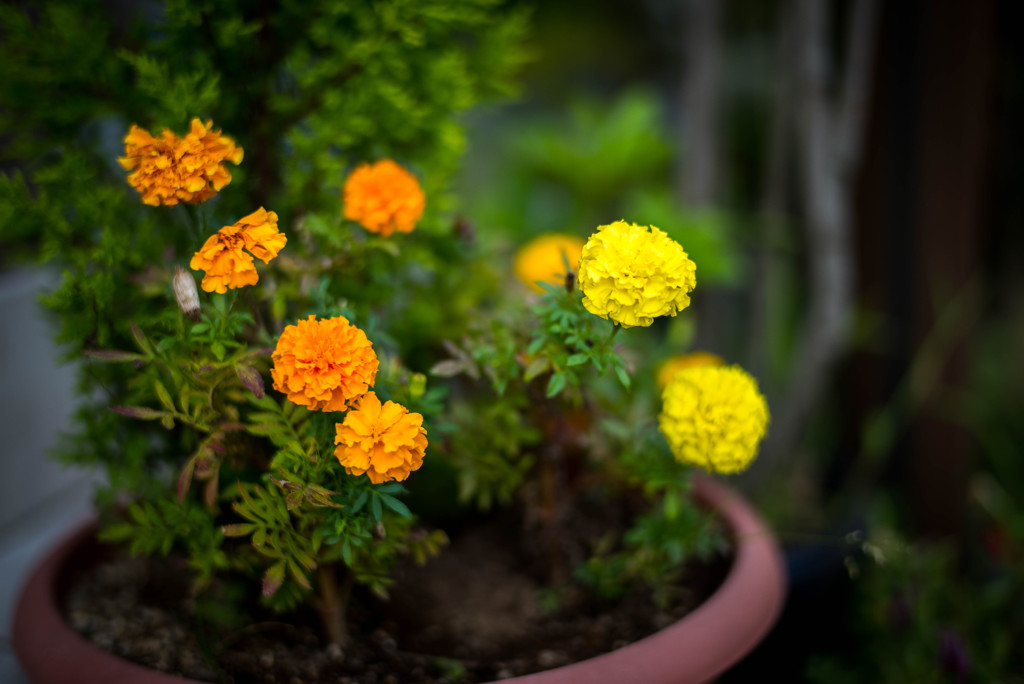 玄関のマリーゴールド
