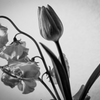 花〜モノクローム〜1