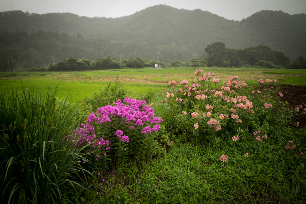 野に咲く花束