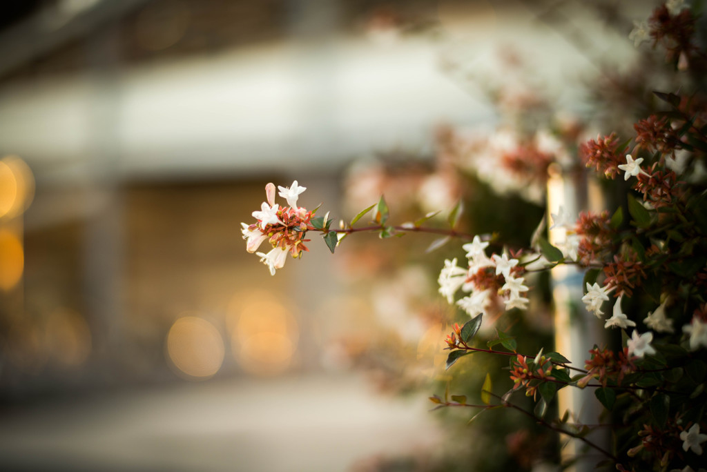 花の生け垣