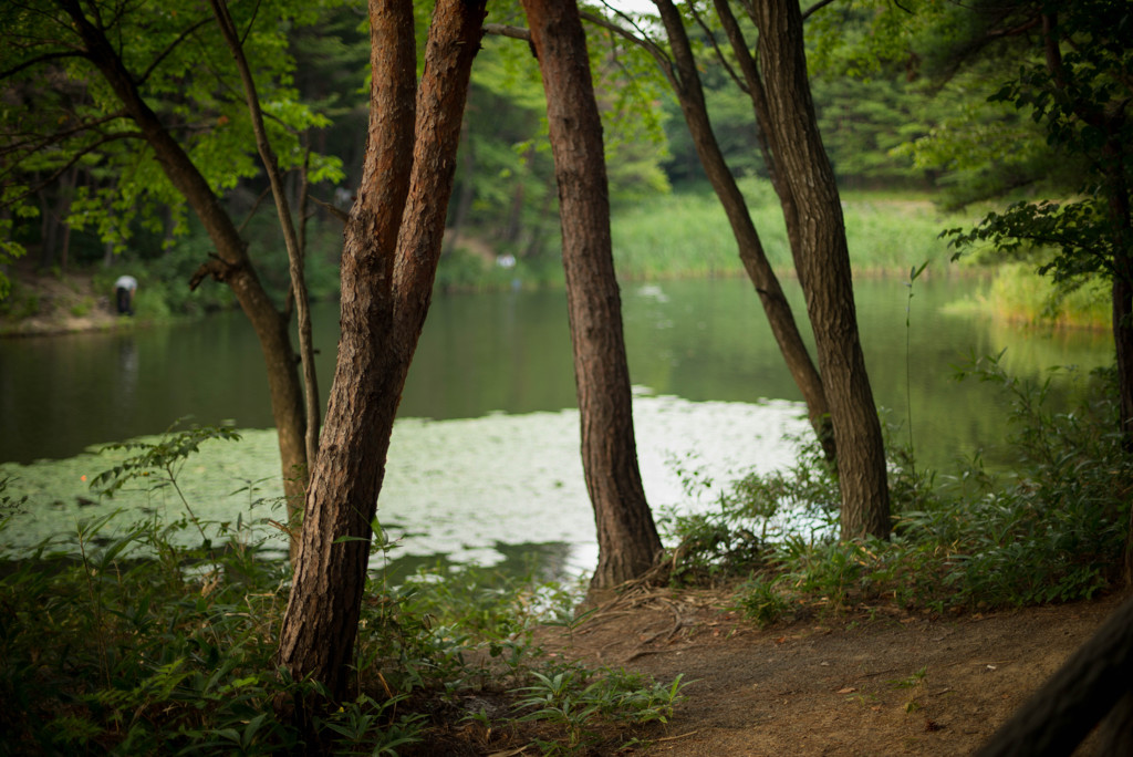 大きな池のほとりの風景。