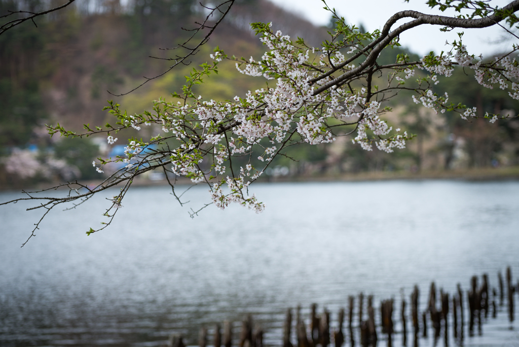 水辺の桜2