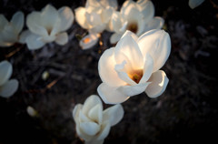 夕日に透けるモクレンの花びら