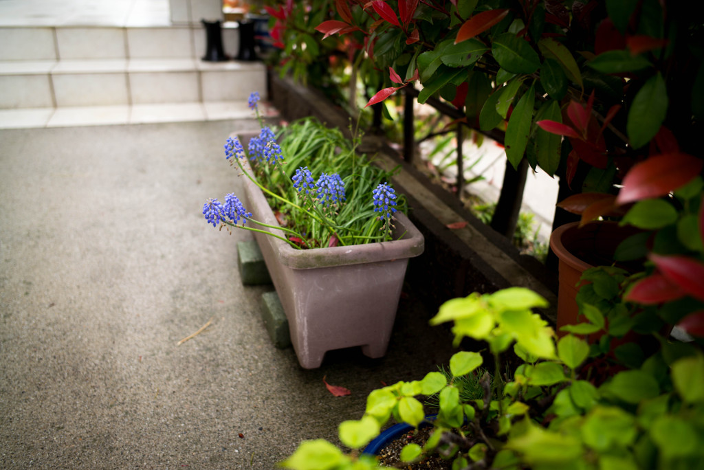雨が降ると花たちは生き生きと