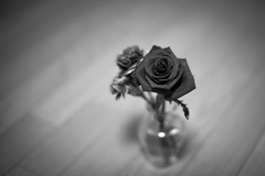 バラ〜モノクローム〜