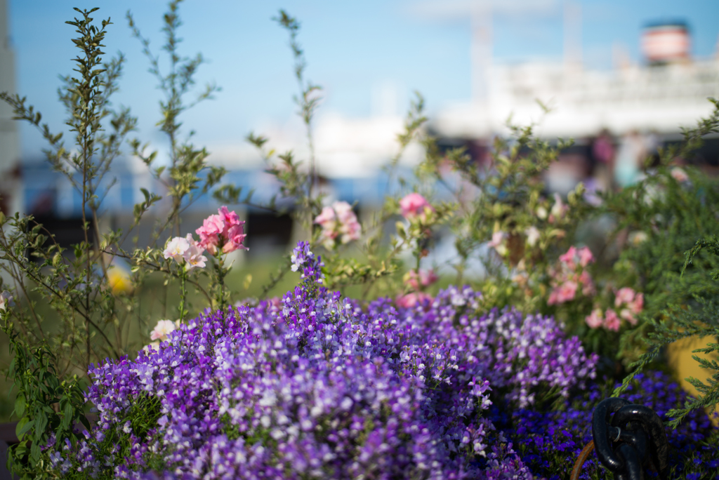 港、公園、花、船、海