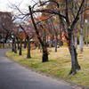 公園の並木道1