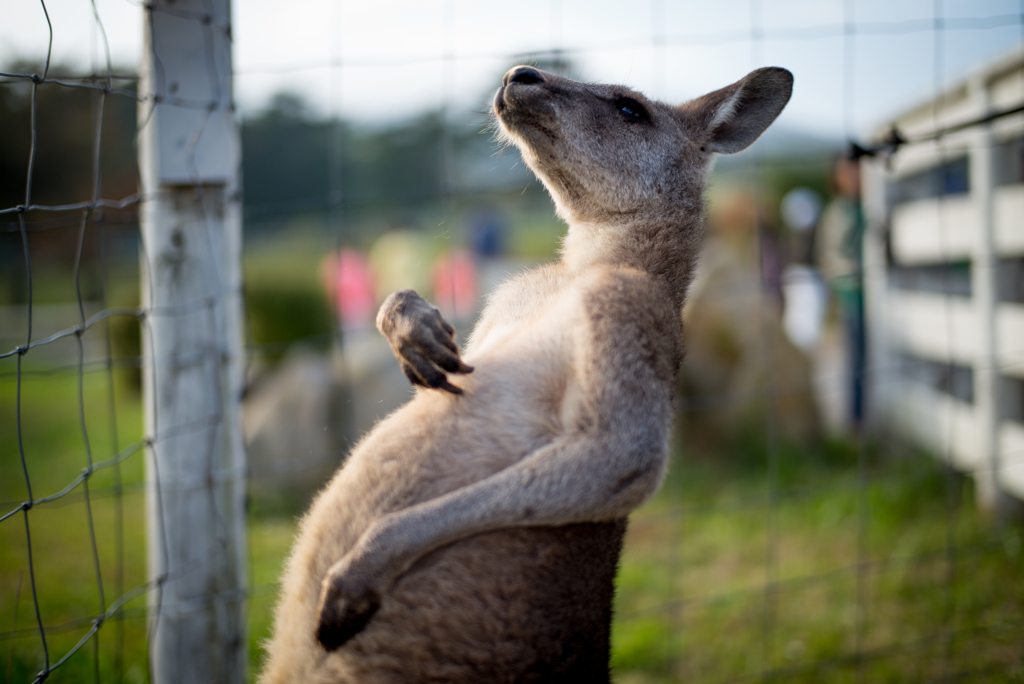 動物の王国4