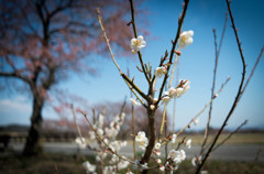 畑の片すみに咲く梅の花