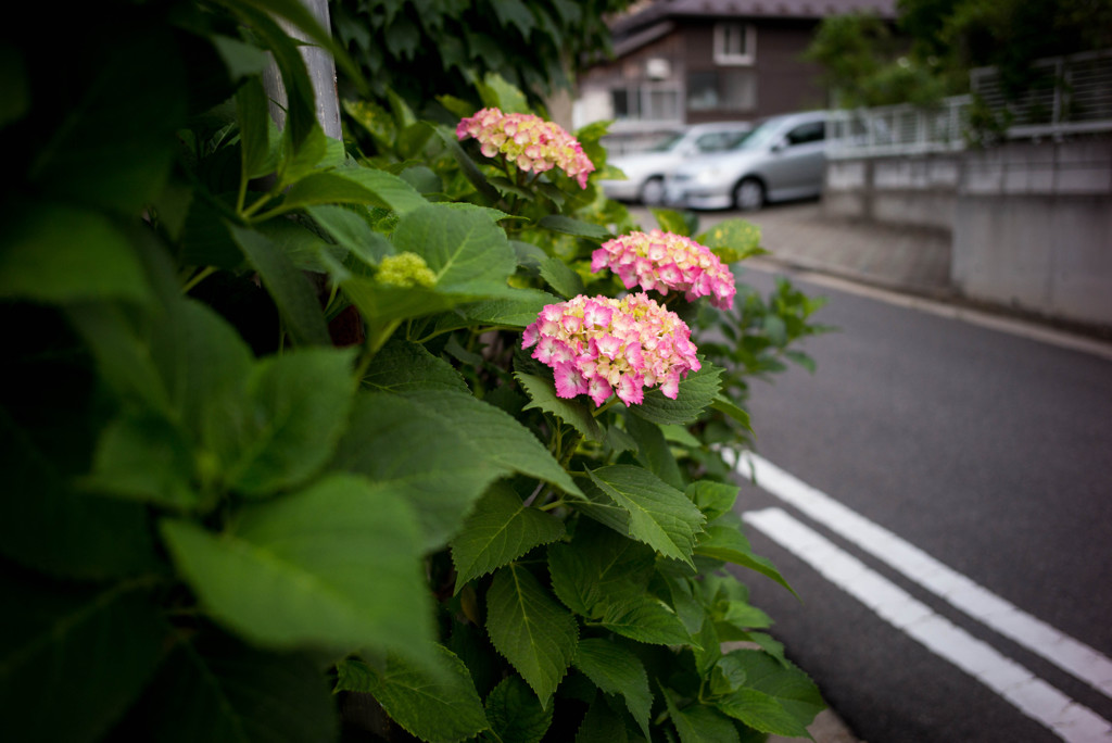 あじさいの季節4