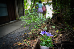 滝への道に