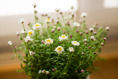 小さな花の植木鉢1