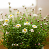 小さな花の植木鉢1