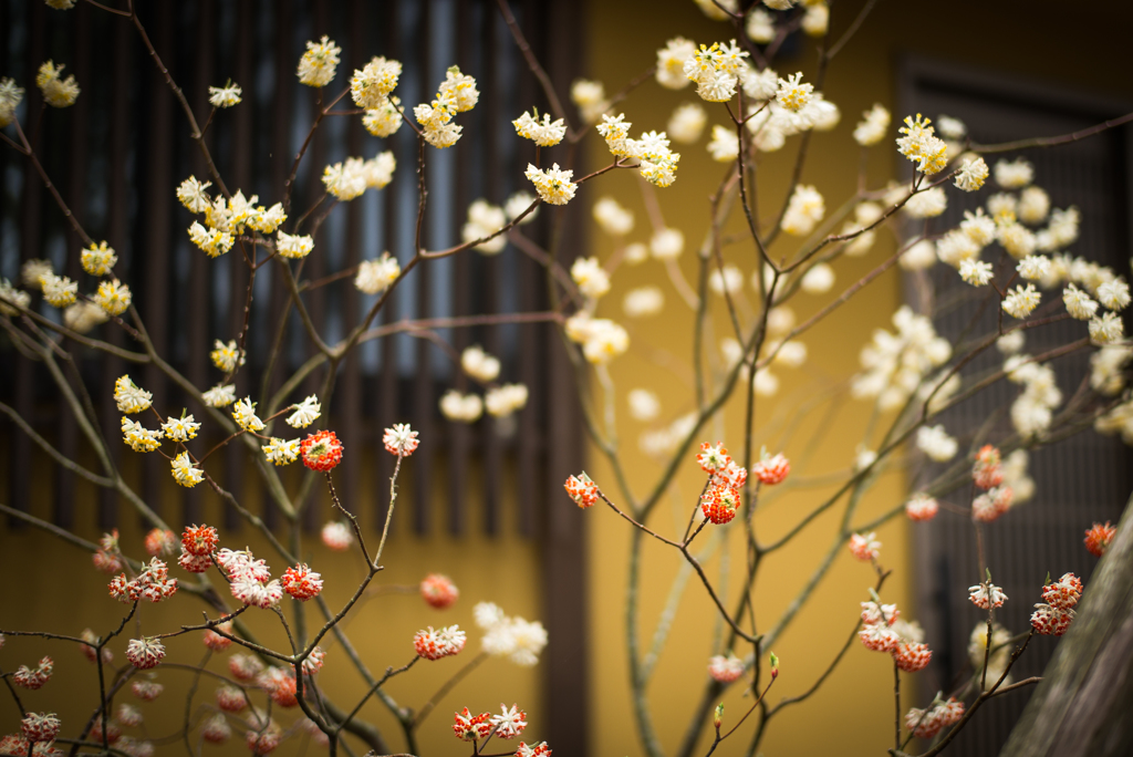 かわいらしいけど不思議な花1