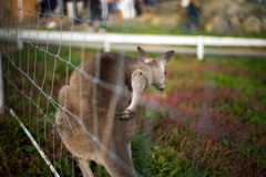 動物の王国1