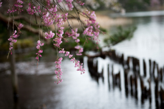 水辺の桜1