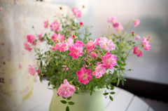 窓際の花