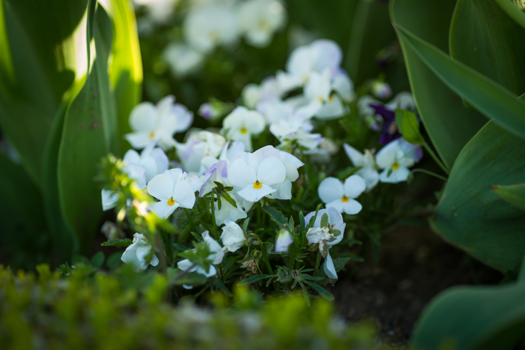 涼しげな花