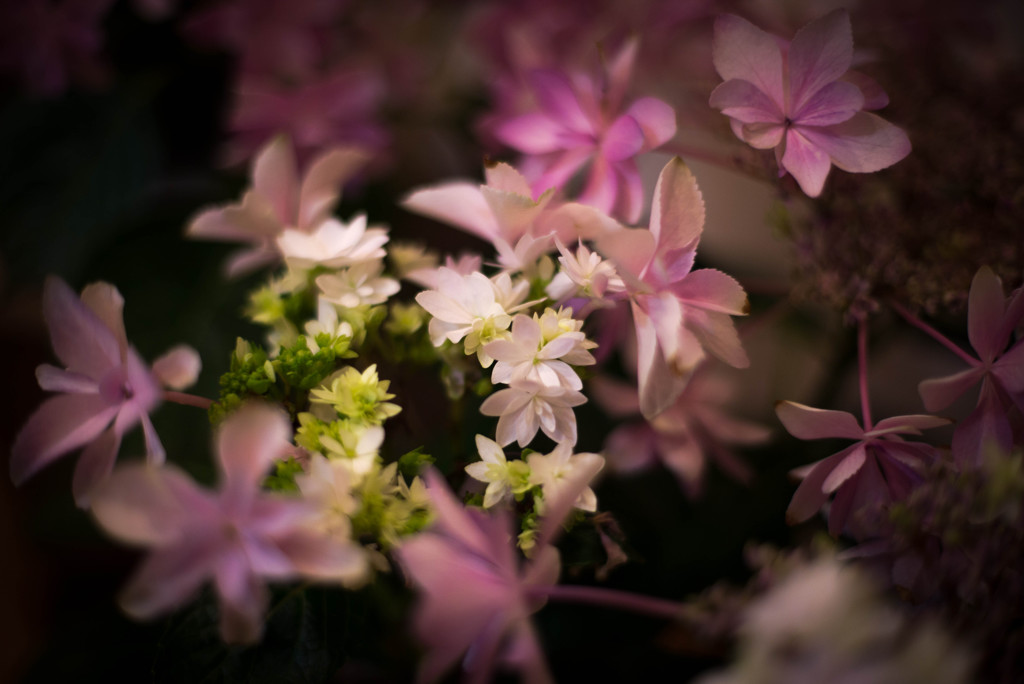 紫陽花