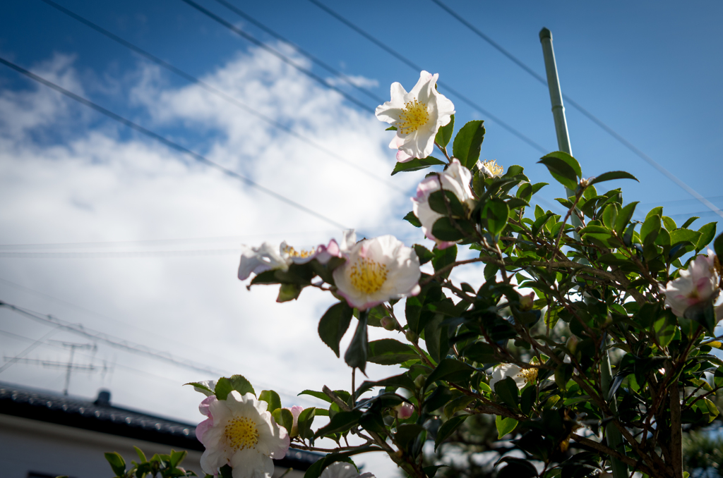 冬の花1