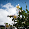 冬の花1