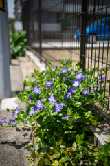 道ばたの花