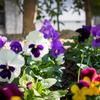 冬の花4