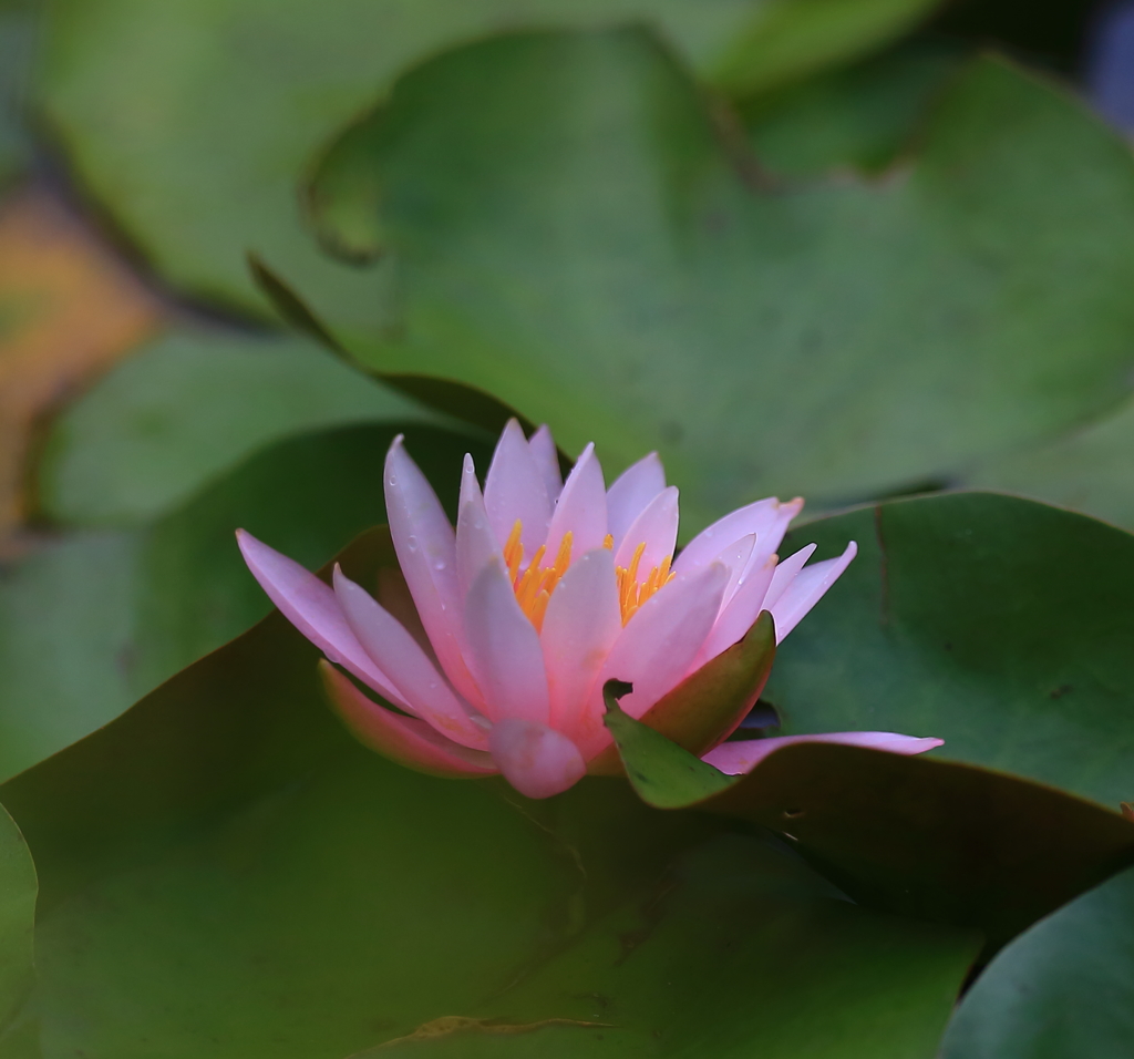 _UBE6905