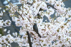 _UBE5259