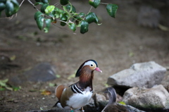 IMG_1749