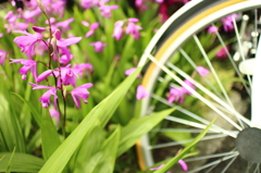 名もなき花