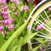 名もなき花