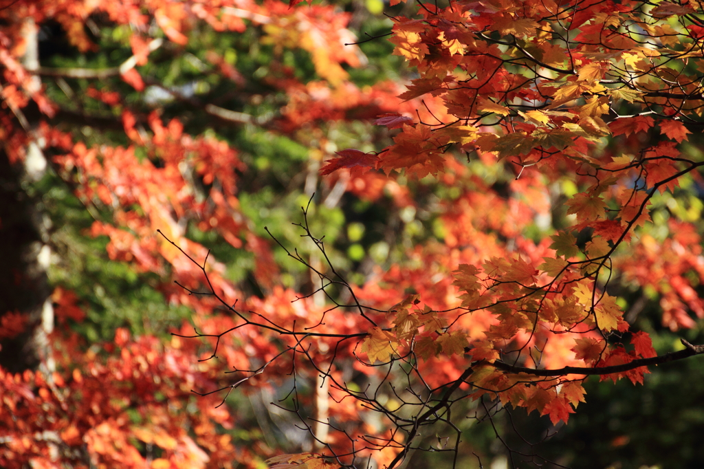 紅葉
