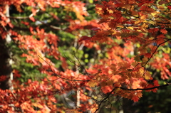 紅葉