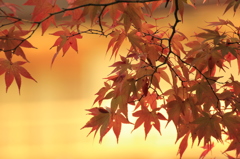 黄金の紅葉