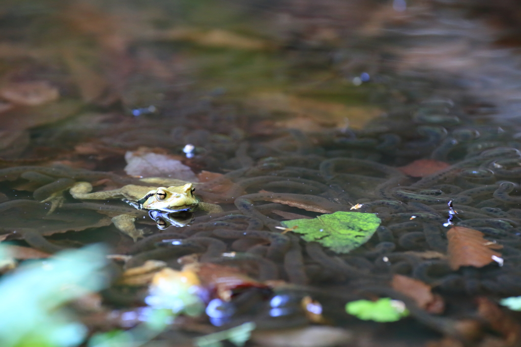 繁殖中だよ