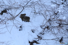 雪山に生きるということ