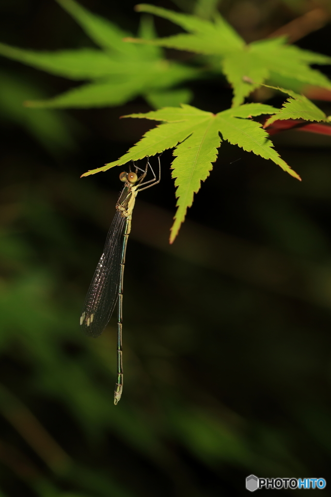 モミジの葉陰をベッドに