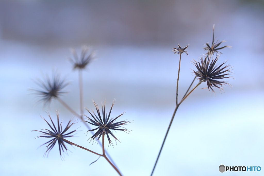 冬の花火