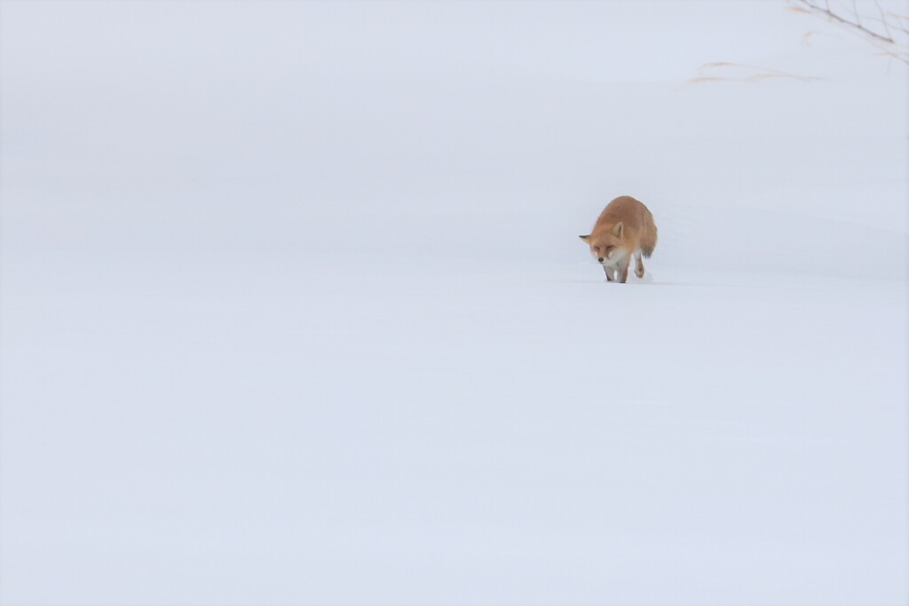 雪原をキツネがトコトコやって来た。