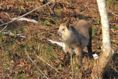 久しぶりのグリーンサラダ