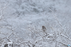 今日も雪景色の中で