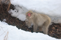 ほんの少しの春の兆し