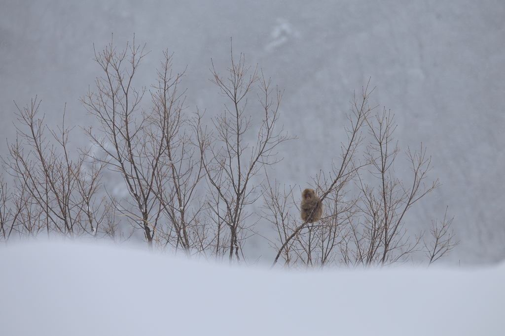 雪山に独り
