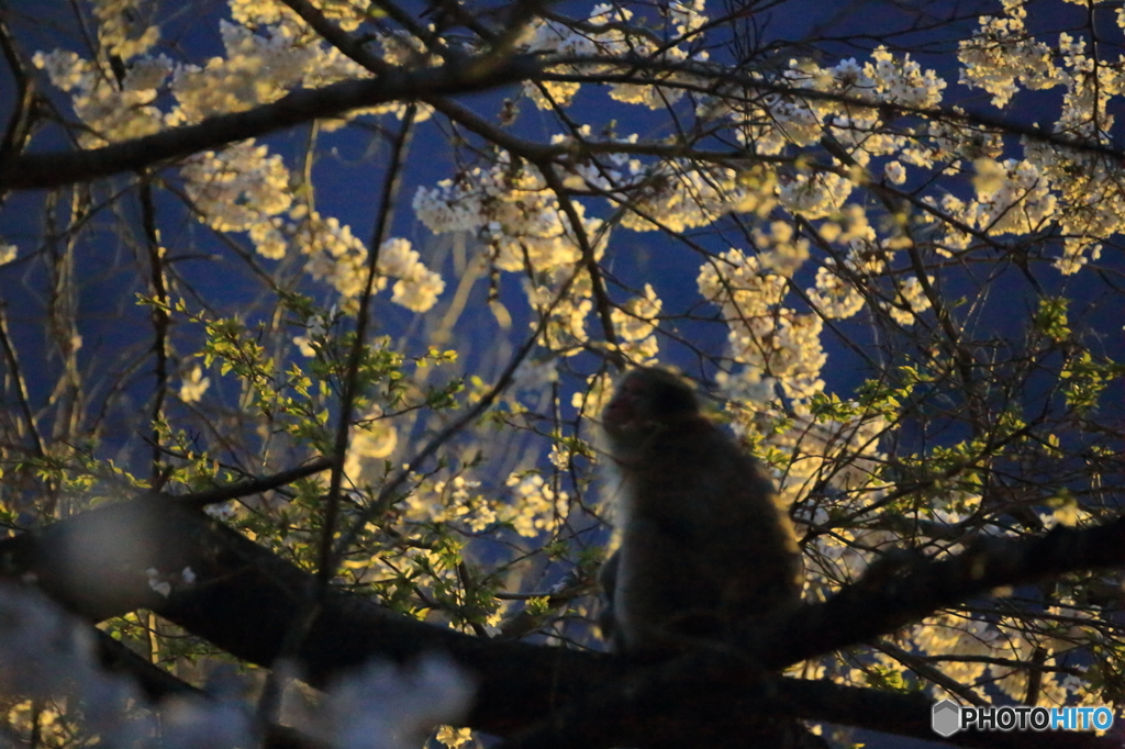 夜桜見物