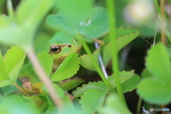 かくれんぼ